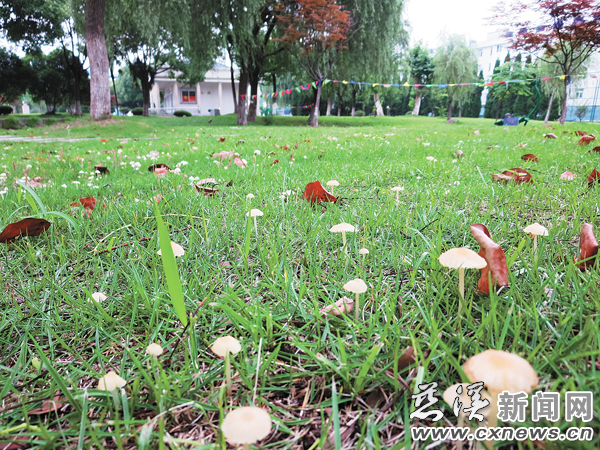 连日阴雨草地上野蘑菇疯长