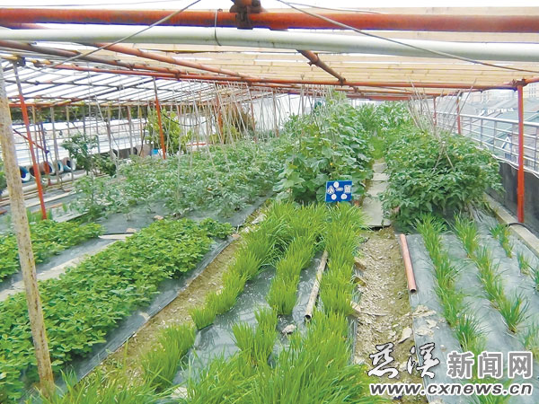 周巷小星星幼儿园空中生态乐园，孩子尽享农耕之乐