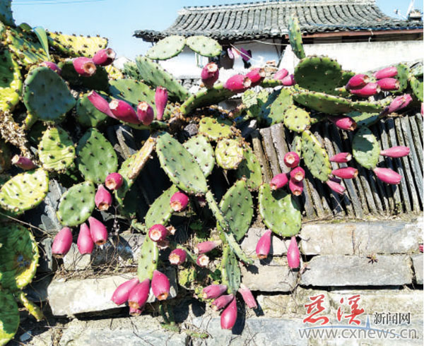 仙人掌常见 仙人掌果你吃过吗 慈溪新闻网 